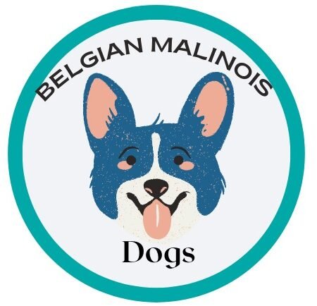 Belgian Malinois